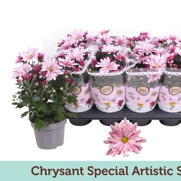 Chrysanthemum ARTISTIC SWEET