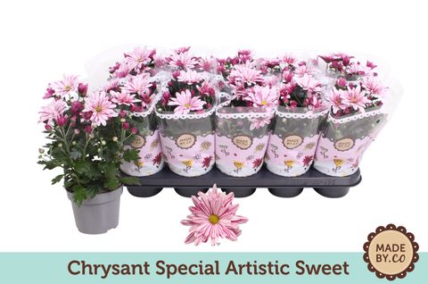 Chrysanthemum ARTISTIC SWEET