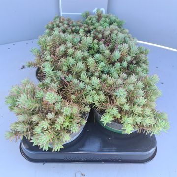 Sedum reflexum 'Blue Spruce'