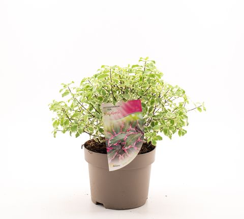 Pittosporum tenuifolium 'Elizabeth'