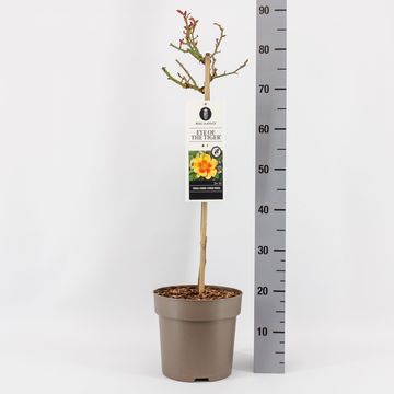 Rosa EYE OF THE TIGER