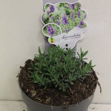 Lavandula angustifolia 'Hidcote'