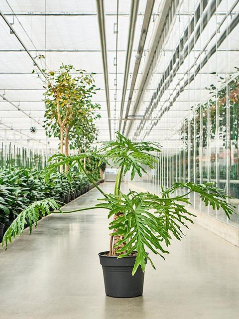 Philodendron selloum