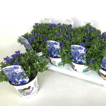 Gentiana scabra LUIS BLUE