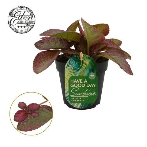 Episcia cupreata 'Tierra Rosa'