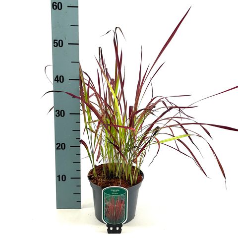 Imperata cylindrica 'Red Baron'