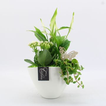 Järjestelyt Houseplants