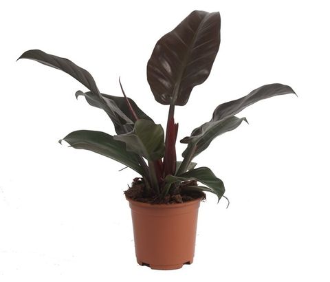 Philodendron 'Imperial Red'