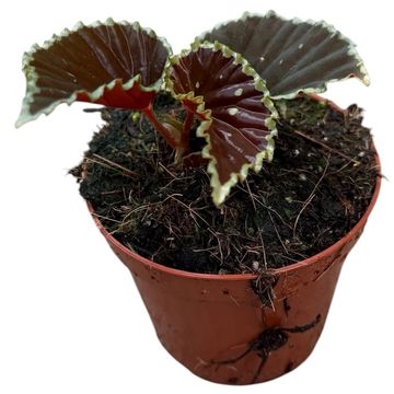 Begonia darthvaderiana 'Green Spots'