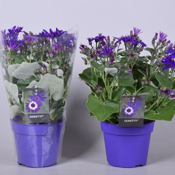 Pericallis SENETTI DEEP BLUE