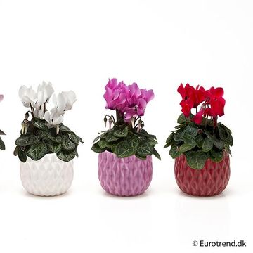 Cyclamen persicum MIX