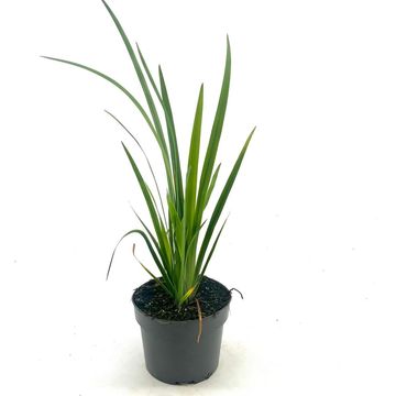 Iris versicolor