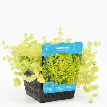 Lysimachia nummularia 'Aurea'