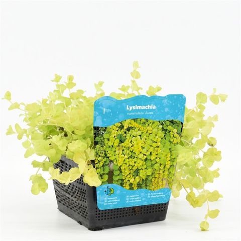 Lysimachia nummularia 'Aurea'