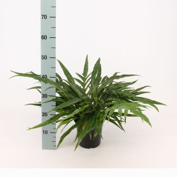 Aglaomorpha coronans 'Jim'