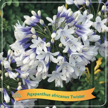 Agapanthus TWISTER