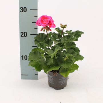 Pelargonium VINETA