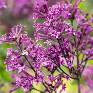 Syringa BLOOMERANG DARK PURPLE
