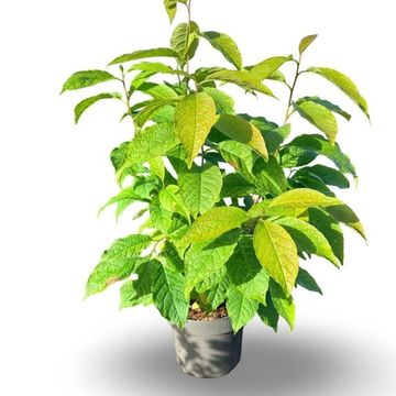 Halesia carolina