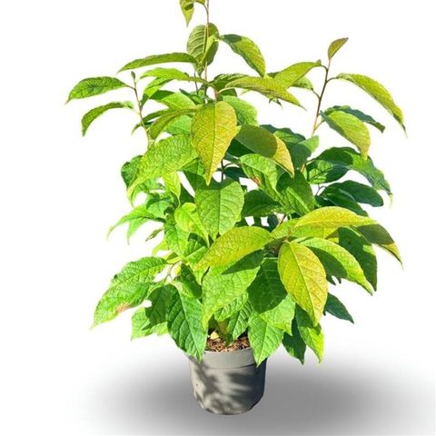 Halesia carolina