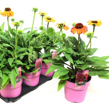 Echinacea SOMBRERO COMPACT HOT PINK