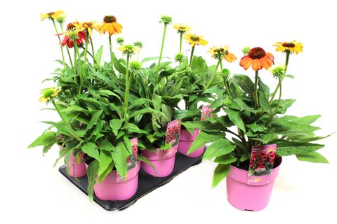 Echinacea SOMBRERO COMPACT HOT PINK