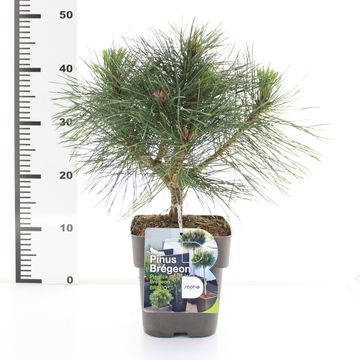 Pinus nigra BREPO