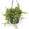 Ficus pumila 'Sunny'