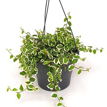 Ficus pumila 'Sunny'