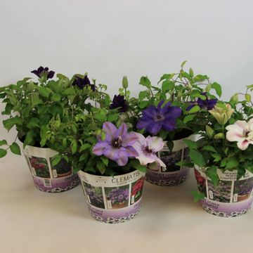 Clematis TUDOR PATIO MIX