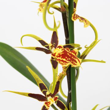 Brassia 'Mystic Maze'