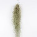 Tillandsia usneoides