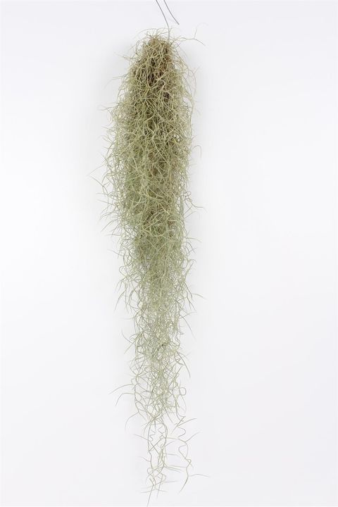 Tillandsia usneoides