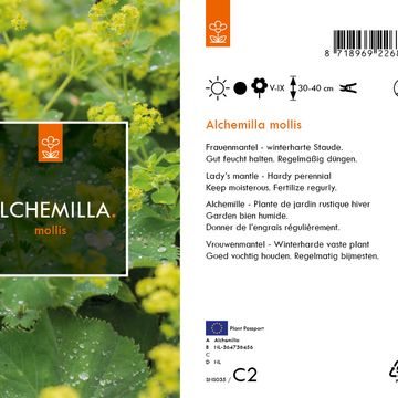 Alchemilla mollis