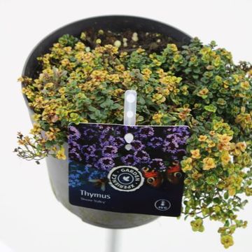 Thymus 'Doone Valley'