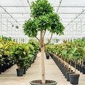Ficus microcarpa 'Nitida'