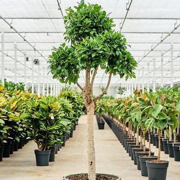 Ficus microcarpa 'Nitida'