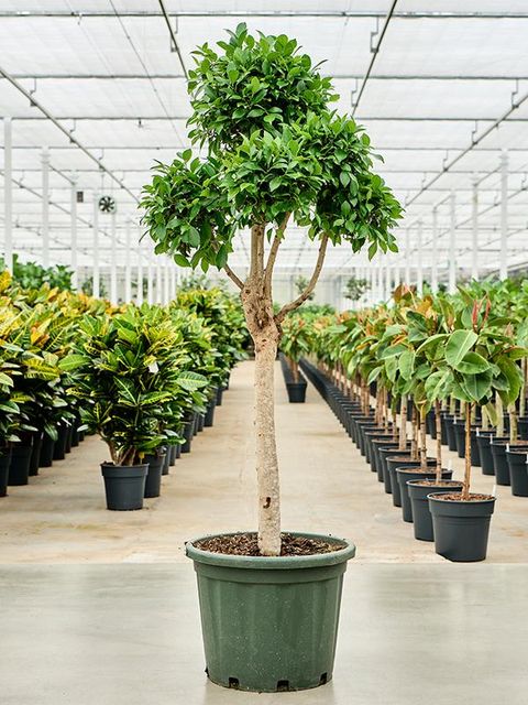 Ficus microcarpa 'Nitida'