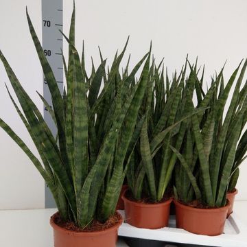 Sansevieria zeylanica 'Greenline'