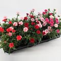 Dianthus chinensis MIX