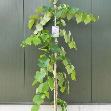 Cercis canadensis 'Vanilla Twist'