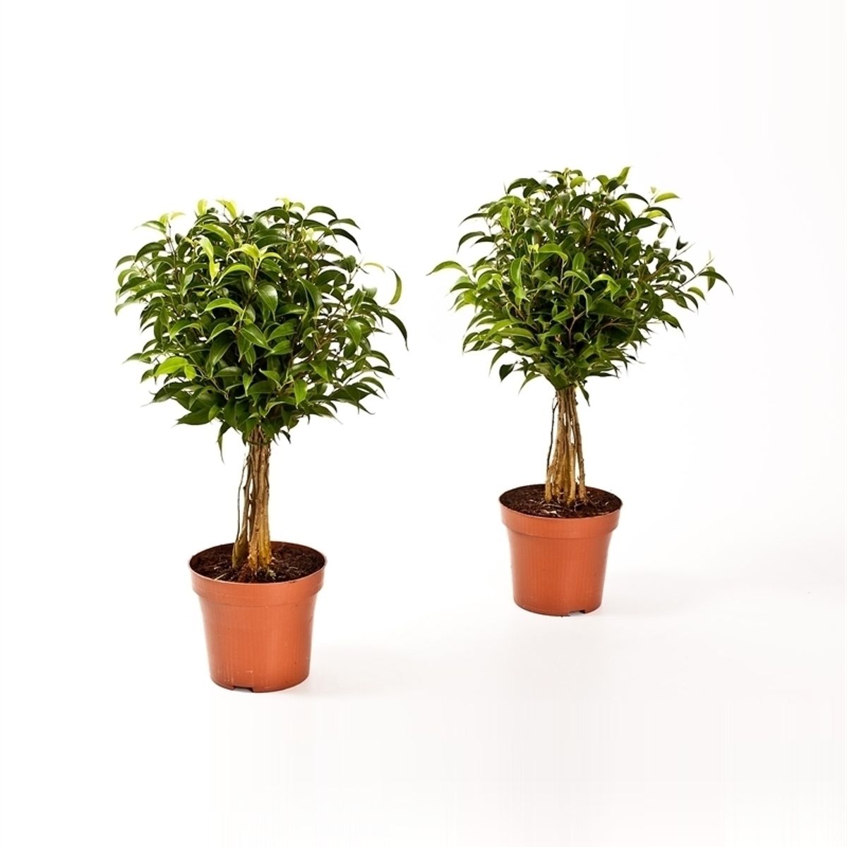 Ficus Benjamina Babilatos Plant Wholesale FlorAccess