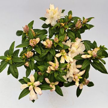 Rhododendron 'Дора Аматеис'