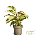 Calathea 'Yellow Miracle'