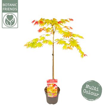 Acer shirasawanum MOONRISE