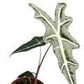 Alocasia sanderiana 'Nobilis'