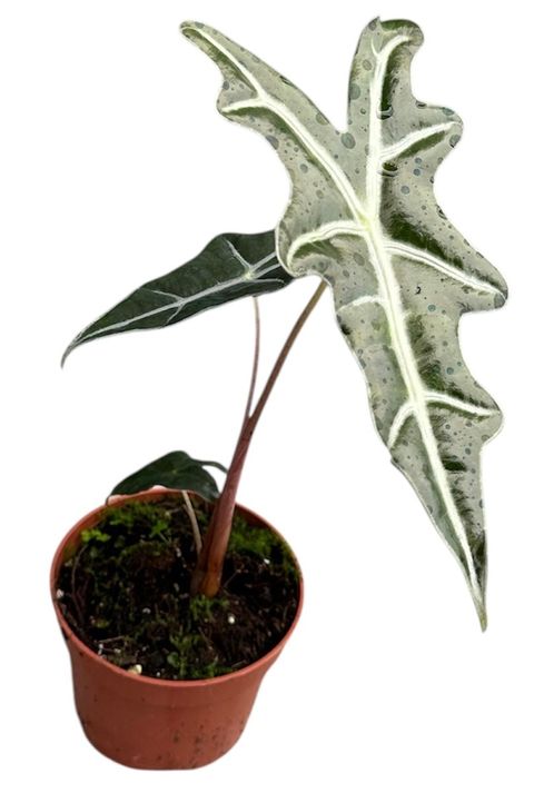 Alocasia sanderiana 'Nobilis'