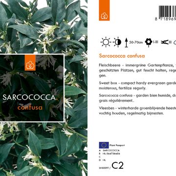 Sarcococca confusa