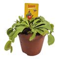 Dionaea muscipula