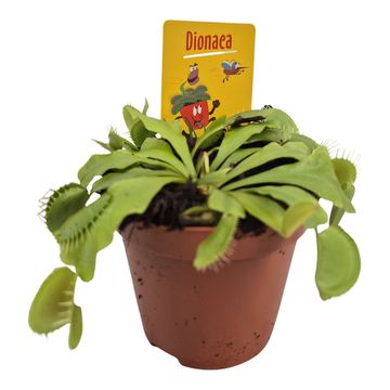 Dionaea muscipula